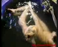 Интим впервые попка дома, нежно и страстно